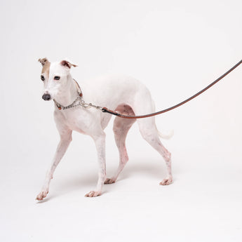 Italian Greyhound dog wearing premium leather shearling lined martingale collar in tan on a white background