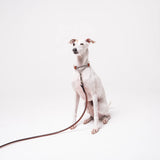 Italian Greyhound dog wearing premium leather shearling lined martingale collar in tan on a white background