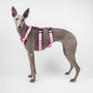 Houdini Harness in Pink - Whippet