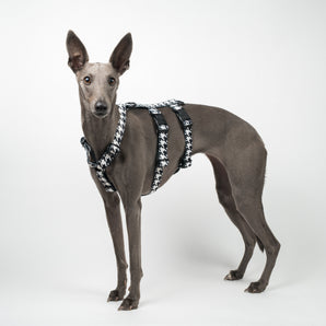 Houdini Harness in Houndstooth - Whippet