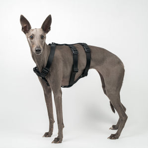 Houdini Harness in Black - Whippet