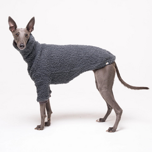 Whippet dog wearing fleece fluffy reversible sweater in charcoal grey on a white background