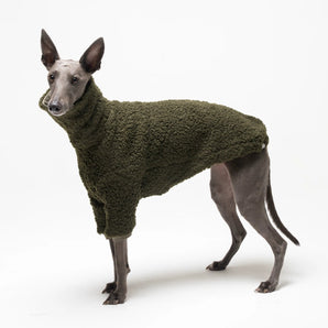 Whippet dog wearing fleece fluffy reversible sweater in khaki green on a white background