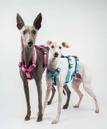 Snootly Whippet and Italian Greyhound Wearing the Houndini Harness in pink and blue