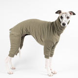 Whippet wearing a fluffy reversible onesie in khaki right side reverse
