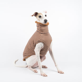Italian Greyhound dog wearing a fluffy reversible sleeveless sweater/jumper in caramel/brown colour reverse side sitting