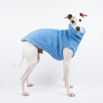 Italian Greyhound dog wearing a fluffy reversible sleeveless sweater/jumper in cornflour blue colour standing right side on