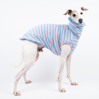 Italian Greyhound dog wearing a fluffy reversible sleeveless sweater/jumper in cornflour blue colour reverse side standing right side on