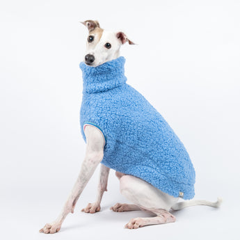 Italian Greyhound dog wearing a fluffy reversible sleeveless sweater/jumper in cornflour blue colour sitting left side on