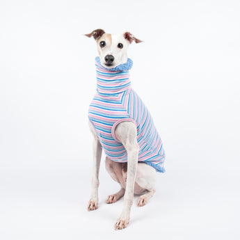 Italian Greyhound dog wearing a fluffy reversible sleeveless sweater/jumper in cornflour blue colour reverse side sitting front on