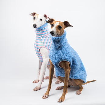 two Italian Greyhound dogs wearing a fluffy reversible sleeveless sweater/jumper style tank in cornflour blue colour