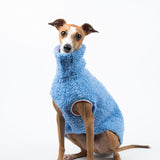 Italian Greyhound dog wearing a fluffy reversible sleeveless sweater/jumper in cornflour blue colour sitting front on