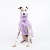 Italian Greyhound dog wearing a fluffy reversible sleeveless sweater/jumper in lilac/purple colour sitting front on