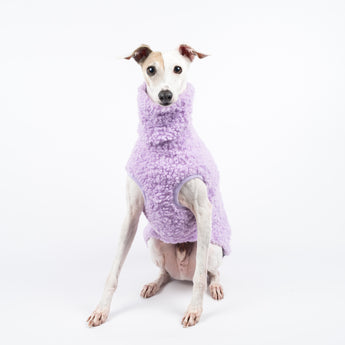 Italian Greyhound dog wearing a fluffy reversible sleeveless sweater/jumper in lilac/purple colour sitting front on