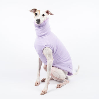 Italian Greyhound dog wearing a fluffy reversible sleeveless sweater/jumper in lilac/purple colour reverse side sitting left on