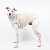 Italian Greyhound dog wearing a fluffy reversible sleeveless sweater/jumper in vanilla/white colour standing left side on