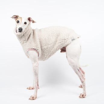 Italian Greyhound dog wearing a fluffy reversible sleeveless sweater/jumper in vanilla/white colour standing left side on