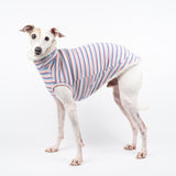 Italian Greyhound dog wearing a fluffy reversible sleeveless sweater/jumper in vanilla/white colour reverse side standing left side on