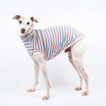 Italian Greyhound dog wearing a fluffy reversible sleeveless sweater/jumper in vanilla/white colour reverse side standing left side on