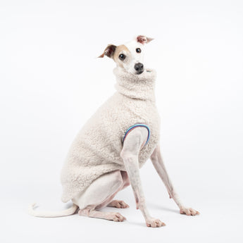 Italian Greyhound dog wearing a fluffy reversible sleeveless sweater/jumper in vanilla/white colour sitting right side on