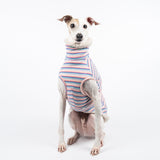 Italian Greyhound dog wearing a fluffy reversible sleeveless sweater/jumper in vanilla/white colour reverse side sitting front on