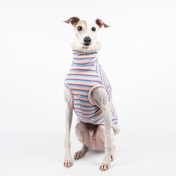 Italian Greyhound dog wearing a fluffy reversible sleeveless sweater/jumper in vanilla/white colour reverse side sitting front on