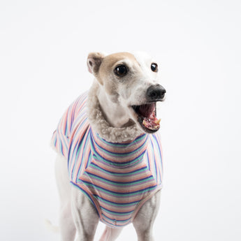 Italian Greyhound dog wearing a fluffy reversible sleeveless sweater/jumper in vanilla/white colour close up