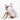 Two Italian Greyhound dogs wearing a fluffy reversible sleeveless sweater/jumper in vanilla/white colour, one is wearing it on the reverse side.