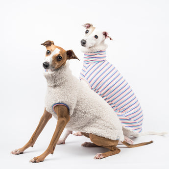Two Italian Greyhound dogs wearing a fluffy reversible sleeveless sweater/jumper in vanilla/white colour, one is wearing it on the reverse side.