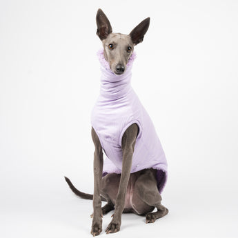 Whippet dog wearing a fluffy reversible sleeveless sweater/jumper in lilac/purple colour reverse side sitting