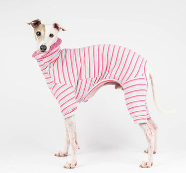 Italian greyhound dog wearing a fluffy reversible onesie in bubblegum pink
reverse side standing left side on