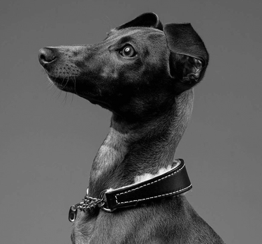 Snootly leather martingale collar black