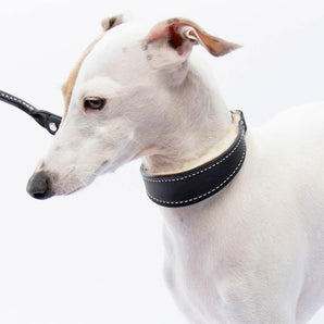 Small Black Leather Wool-lined Martingale Collar for Italian Greyhounds - Snootly