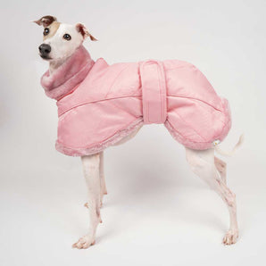 Italian greyhound dog wearing a winter dog coat in pink standing left side on