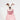Italian greyhound dog wearing a winter dog coat in pink front on close up