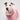 Italian greyhound dog wearing a winter dog coat in pink 
close up head  shot