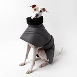 Italian Greyhound Winter Coat Charcoal Sitting