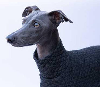 How to choose the right sweater for your Italian Greyhound - IGGY DOGWEAR