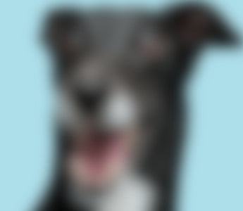 Something big (and very long) is coming this winter: Our Greyhound Collection