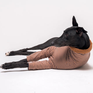 Black greyhound wearing a fluffy reversible Snootly greyhound jumper 