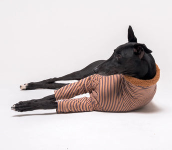 Black greyhound wearing a fluffy reversible Snootly greyhound jumper 