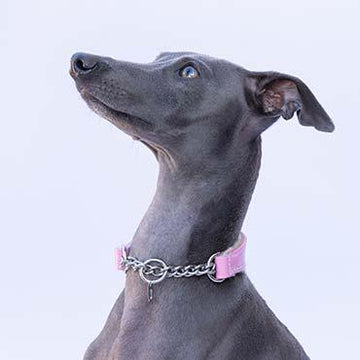 What is the purpose of a martingale dog collar? - IGGY DOGWEAR
