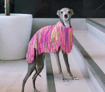 Hot off the dog-walk!