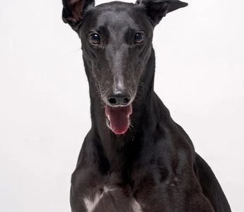 Something big (and very long) is coming this winter: Our Greyhound Collection