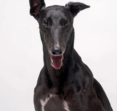 Something big (and very long) is coming this winter: Our Greyhound Collection