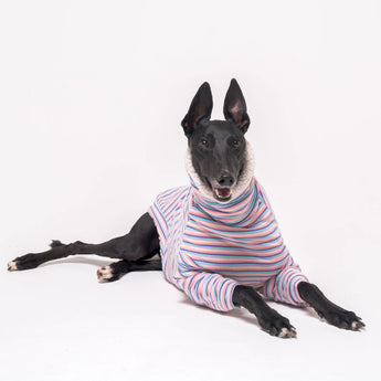 Greyhound Collection