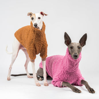 Italian Greyhound & Whippet Wearing Snootly Fluffy Reversible Sweaters/Jumpers