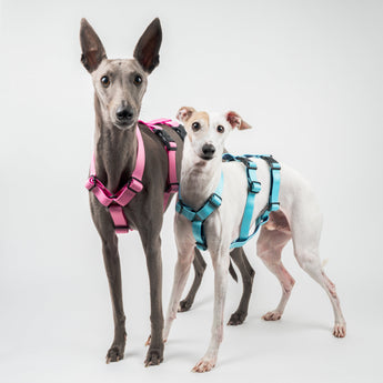Italian Greyhound dog wearing a dog harness for sighthounds 