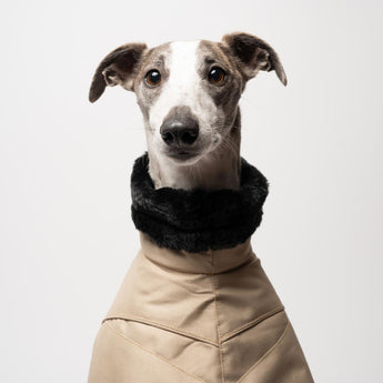Whippet wearing our Winter Coat in Sand | Snootly