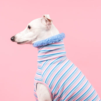 Italian Greyhound Collection